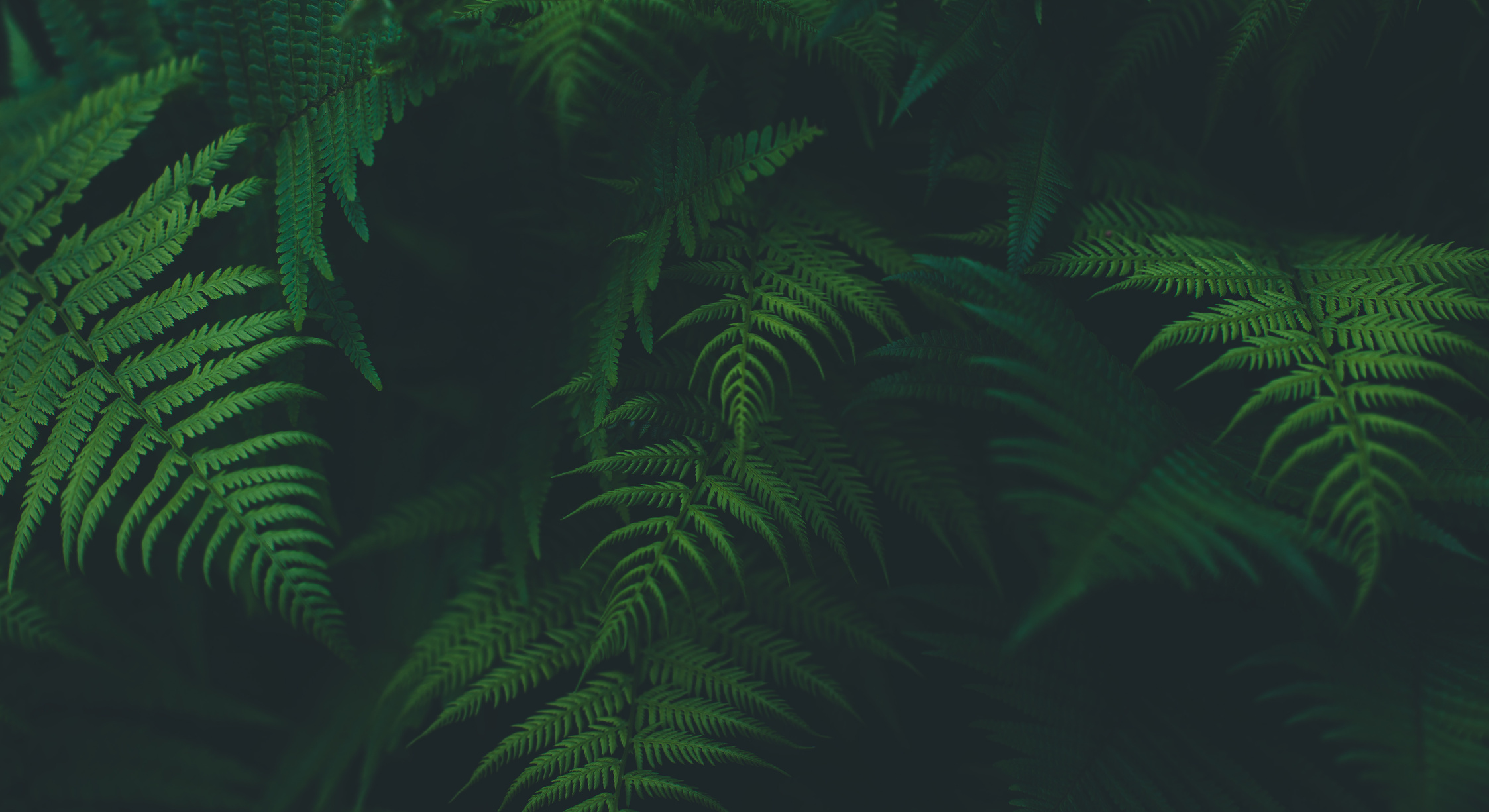 Jungle leaves background